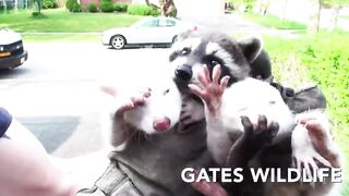 Mother Fox Returns For Her Babies _ Never Seen Before Footage!!