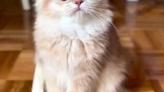 Cute Animals & Pats & Cats