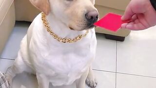 Funny dog got angry must watch????