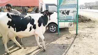 HF cow animal pk official
