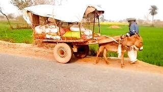 Mehnat kar????????