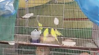 Beautiful parrots