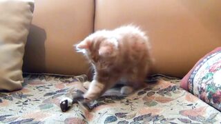 Funny Dog and Cat