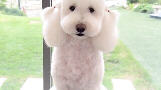 Cute Pet