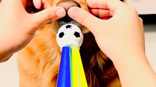 Funny Animal | Funny Dog ????