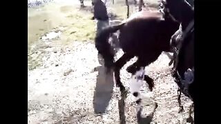 Perros PATEADOS por Caballos y Toros _POR ESTO NO DEBES MOLESTARLOS_