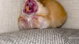 The Mouse teeth????
