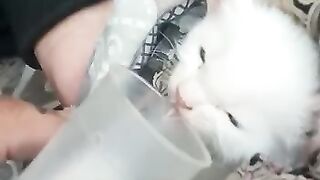 Cute Cat