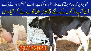 Hf Tanweer dairy farm Animal pk official
