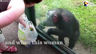 SMART Chimp Asks Zoo Visitors For Drink | The Dodo