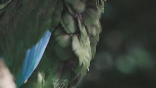 Sorah ikhlas .. Beautiful parrot