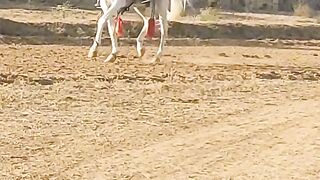 Horse lover