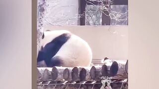 Try Not To Laugh - Funny Panda Video 2023 | DumbTV