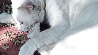 My cute catto