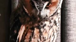 Beautiful birds _nice looks