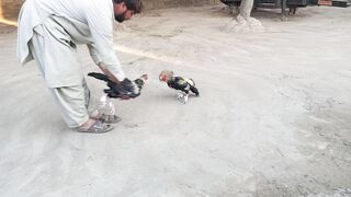 Aseel murgha fight vedios