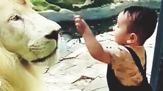 Cute baby with the lions
