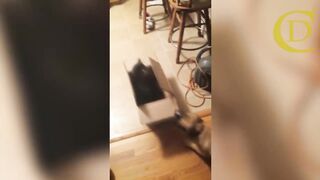 Crazy cat vs dog fight funny vedio