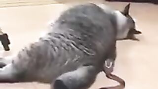 Приколи животные