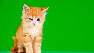 Cute cat green screen
