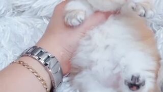 Cat beautiful