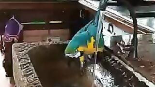 Beautiful Bird Playing in the water