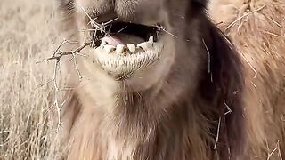 Camel eating Grass