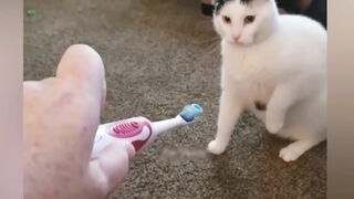 Funny animals - Funny cats / dogs - Funny animal 2023