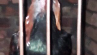My biggest rooster