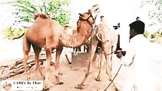 #camel #camelmeeting