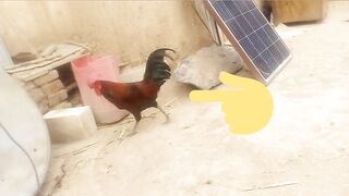magical cock video with funny background music 2023