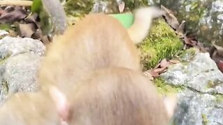 Cute baby monkey short video #monkey #cute