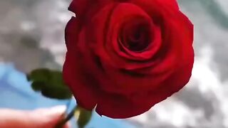 کیا روگ دے گئی ہے یہ نئے موسم کی بارش-مجھے یاد آرہے ہیں مجھے بھول جانے والے