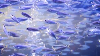 Fishes are so beautiful may you like this awesome video