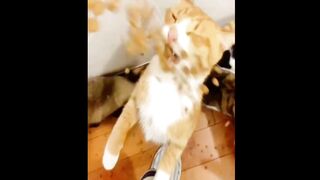 Funny animals video