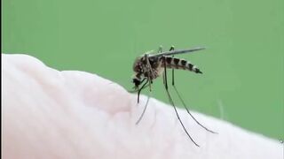How Mosquito Bite