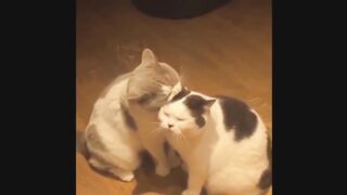 Смешная подборка с котами...Funny selection with cats