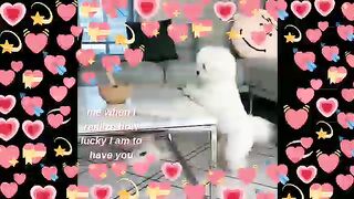Amazing puppy