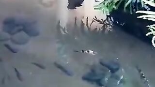 Aquarium