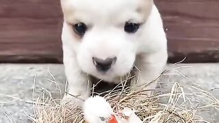 Funny dog