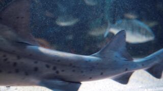 Aqua life do like this new video
