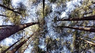 beautiful ushu forest Kalam valley