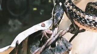 Snake vs Frog The snake eats the frog alive. See for yourself what happens next mr Rizwan 2