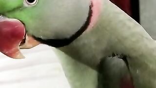 A talking parrot