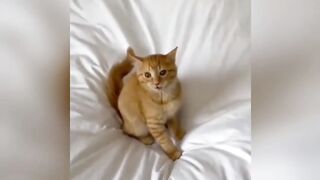 Funny cat videos