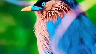 Beautiful sparrow