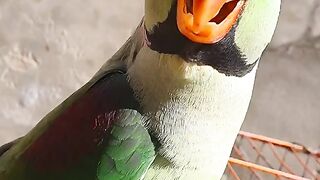 Talking green parrot