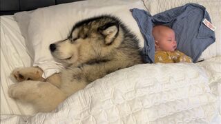The Cutest Thing You'll See Today! Giant Husky Guards Baby!!