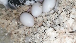Cockatiel breeding progress | cocktail breeding