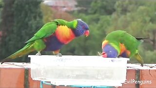 Parrot dance